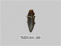 藏品(菲律賓產昆蟲)的圖片